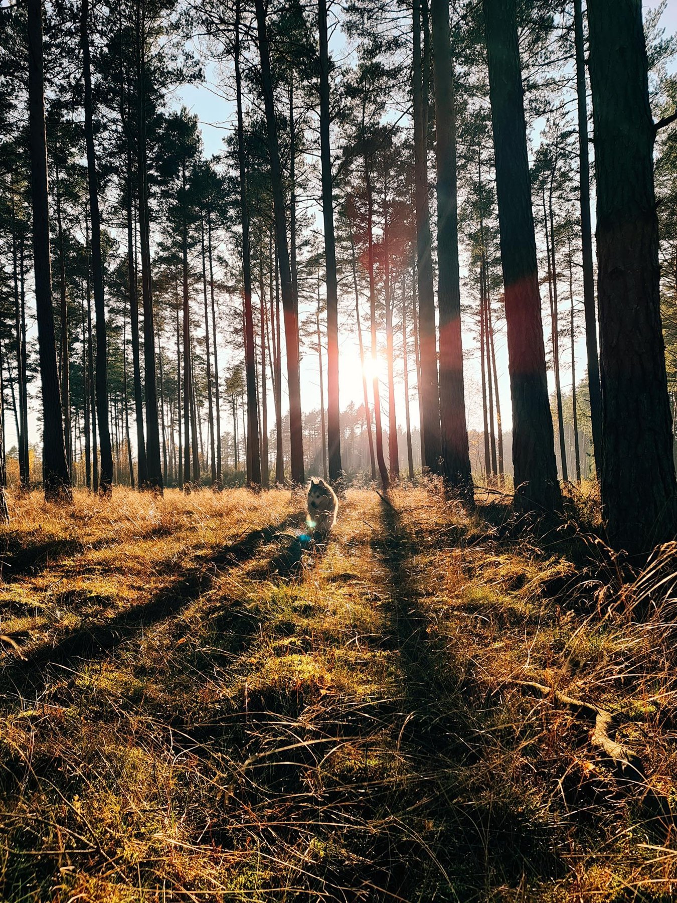 Promienie słońca między drzewami mazurskiego lasu
