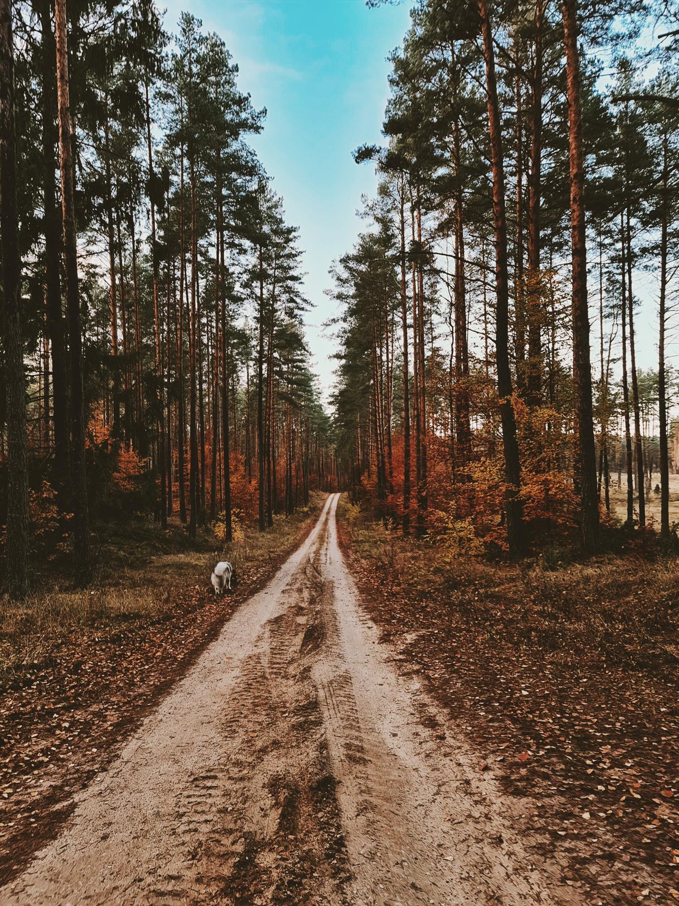 Leśna droga wśród wysokich sosen